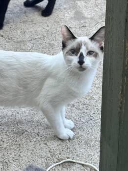 Dolly Purrton -  Snowshoe and Siamese Cat for Adoption in Plumerville, Arkansas - Dolly Purrton | PetCurious
