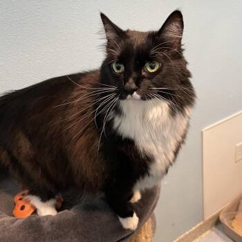 Domestic Long Hair Cats Available for Adoption in Long Beach, California - Izzy | PetCurious
