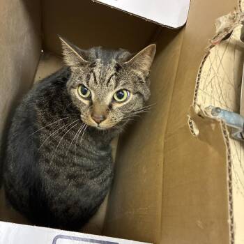 American Shorthair Cats Available for Adoption in Winston-salem, North Carolina - Thor | PetCurious