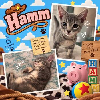 Hamm (FCID# 09/21/2026 - 14) KDC -  Tabby Cat for Adoption in Greenville, Delaware - Hamm (FCID# 09/21/2026 - 14) KDC | PetCurious
