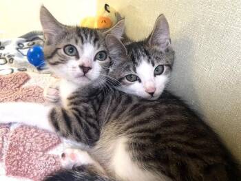 SIMON -  Domestic Short Hair Cat for Adoption in Fort Lauderdale, Florida - SIMON | PetCurious