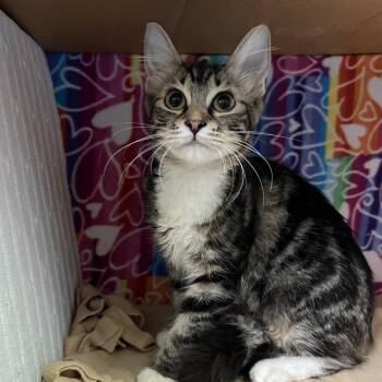 Gracie -  Domestic Medium Hair Cat for Adoption - Gracie | PetCurious