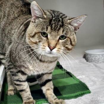 Charles -  Domestic Short Hair Cat for Adoption in Hutchinson, Minnesota - Charles | PetCurious