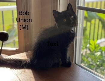 Rescue Domestic Long Hair Cats for Adoption in Clarksville, Tennessee - Bob Union | PetCurious