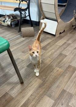 Rescue Tabby Cats for Adoption in Parlier, California - Kitten 27406 (Jonah) | PetCurious