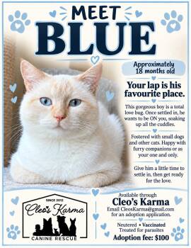 Blue -  Domestic Long Hair Cat for Adoption in Duchess, Alberta - Blue | PetCurious