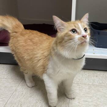 Domestic Medium Hair Cats Available for Adoption in Tulsa, Oklahoma - Clarence | PetCurious