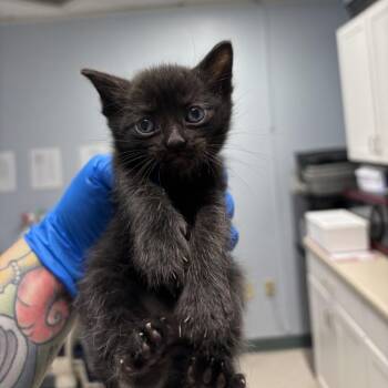 Chad -  Domestic Short Hair Cat for Adoption in Indianapolis, Indiana - Chad | PetCurious