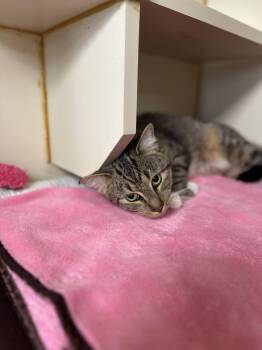 Rescue Domestic Short Hair Cats for Adoption in Myerstown, Pennsylvania - Bobby Boop | PetCurious