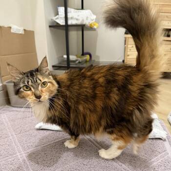 Pretzygirl -  Domestic Long Hair Cat for Adoption in Boston, Massachusetts - Pretzygirl | PetCurious