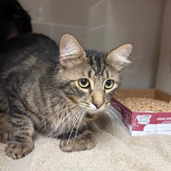 Harry -  Domestic Short Hair Cat for Adoption in Yuma, Arizona - Harry | PetCurious