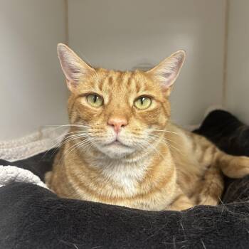 Jimmy John -  Domestic Short Hair Cat for Adoption in Reisterstown, Maryland - Jimmy John | PetCurious