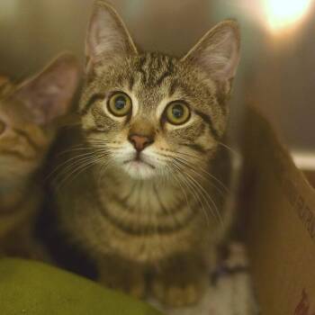 Oak -  Domestic Short Hair Cat for Adoption in Belleville, Illinois - Oak | PetCurious