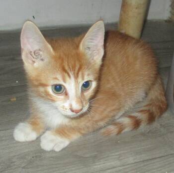 PEKOE -  Domestic Short Hair Cat for Adoption in Troutman, North Carolina - PEKOE | PetCurious