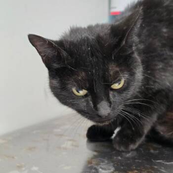 Domestic Short Hair Cats Available for Adoption - Shadow | PetCurious