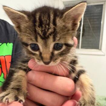 Bella -  Domestic Short Hair Cat for Adoption in South Elgin, Illinois - Bella | PetCurious