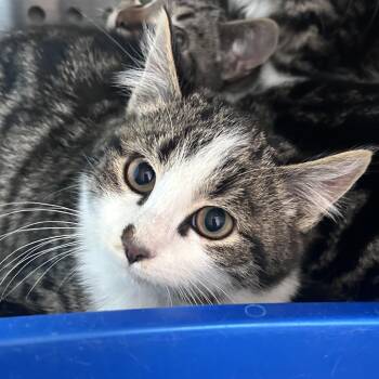 Domestic Medium Hair Cats Available for Adoption - Vander | PetCurious