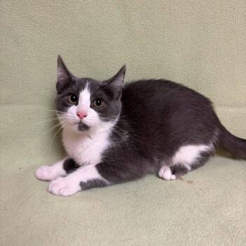 RJ -  Domestic Short Hair Cat for Adoption in Waterloo, Iowa - RJ | PetCurious
