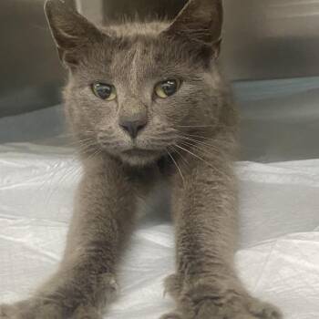 Bailey -  Domestic Short Hair Cat for Adoption in Corbin, Kentucky - Bailey | PetCurious