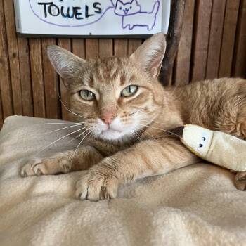 Tabby and Domestic Short Hair Cats Available for Adoption in Dublin, Ohio - Firestarter | PetCurious