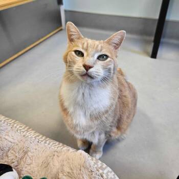 Mittens -  Domestic Short Hair Cat for Adoption in Boston, Massachusetts - Mittens | PetCurious