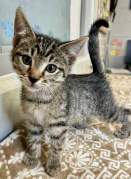 Rescue Domestic Short Hair Cats for Adoption in Moundsville, West Virginia - Bubble | PetCurious