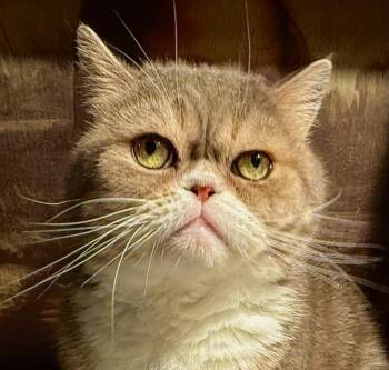 Leo -  Scottish Fold Cat for Adoption in Davis, California - Leo | PetCurious