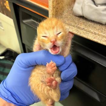 Mr Big -  Domestic Short Hair Cat for Adoption in Philadelphia, Pennsylvania - Mr Big | PetCurious