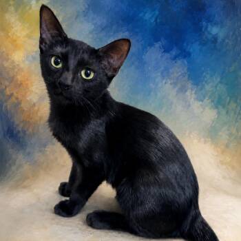 Roxy -  Domestic Short Hair Cat for Adoption in Denison, Texas - Roxy | PetCurious