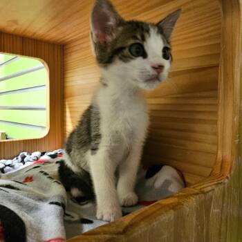 Seal -  Domestic Short Hair Cat for Adoption - Seal | PetCurious