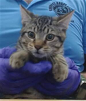 MACHA -  Domestic Short Hair Cat for Adoption in Doral, Florida - MACHA | PetCurious