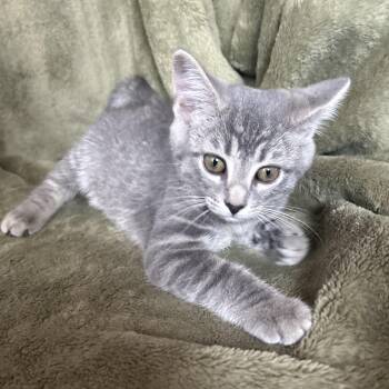 Zelda -  Domestic Short Hair Cat for Adoption in Lemoyne, Pennsylvania - Zelda | PetCurious