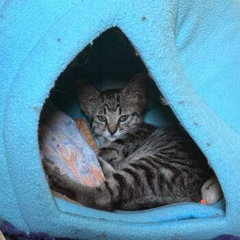 Novakane -  Domestic Short Hair Cat for Adoption in Saint Charles, Missouri - Novakane | PetCurious