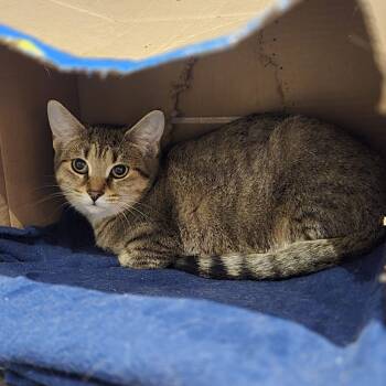 Rescue Domestic Short Hair Cats for Adoption in Puslinch, Ontario - Darcy (green Collar) | PetCurious