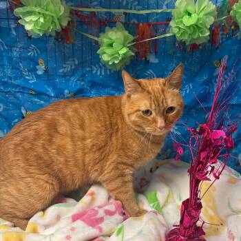 Cinnamon -  American Shorthair Cat for Adoption in Greenfield, Indiana - Cinnamon | PetCurious