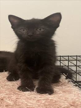 *MISTY -  Domestic Short Hair Cat for Adoption in Woodland, California - *MISTY | PetCurious