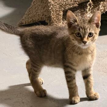 Tiger 22740 -  Domestic Short Hair Cat for Adoption in Minneapolis, Minnesota - Tiger 22740 | PetCurious
