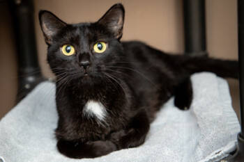 Rescue Domestic Short Hair Cats for Adoption in Maumee, Ohio - Molly | PetCurious