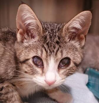 Rescue Domestic Short Hair Cats for Adoption in Eugene, Oregon - Ms. Kitty Showgirl | PetCurious
