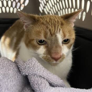 Theodore (Theo) -  Domestic Short Hair Cat for Adoption in Tampa, Florida - Theodore (Theo) | PetCurious