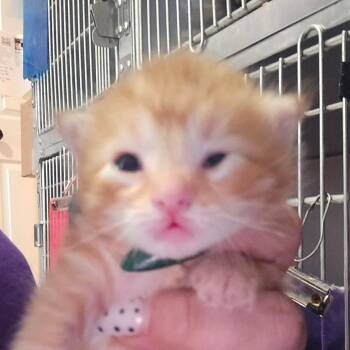 Domestic Short Hair Cats Available for Adoption in Hanna City, Illinois - Macaroni | PetCurious