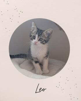 LEO -  Domestic Medium Hair Cat for Adoption in Coquitlam, British Columbia - LEO | PetCurious