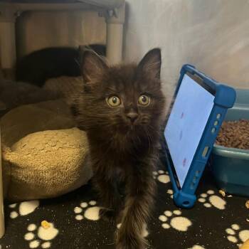 Scoop -  Domestic Medium Hair Cat for Adoption in Houston, Texas - Scoop | PetCurious