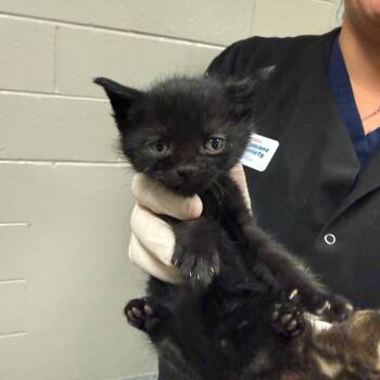 Yours Truly -  Domestic Short Hair Cat for Adoption in Reno, Nevada - Yours Truly | PetCurious