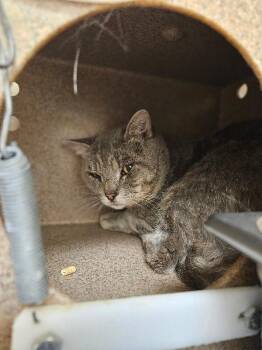 Huckleberry -  Domestic Short Hair Cat for Adoption in Disputanta, Virginia - Huckleberry | PetCurious