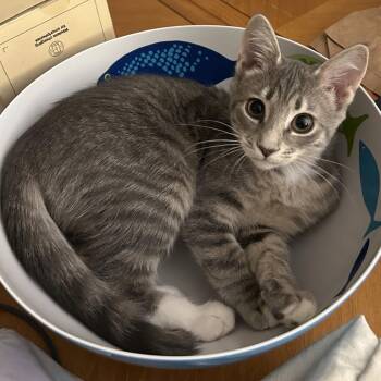 Domestic Short Hair Cats Available for Adoption - Tuesday | PetCurious