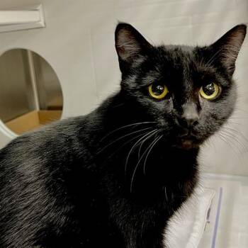 Domestic Short Hair Cats Available for Adoption in St. Louis, Missouri - PAULINE | PetCurious