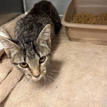 Samantha -  Domestic Short Hair Cat for Adoption in Port Charlotte, Florida - Samantha | PetCurious