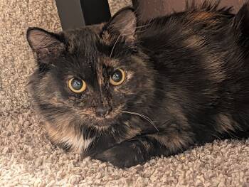 Rescue Domestic Medium Hair Cats for Adoption in San Antonio, Texas - Echo | PetCurious