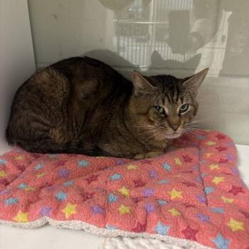 Domestic Short Hair Cats Available for Adoption in League City, Texas - Mason | PetCurious